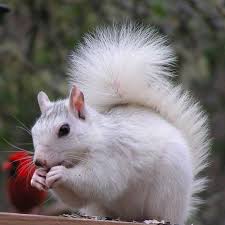 Black fur in southeastern fox squirrels in north carolina, most squirrels in this species are gray, sometimes with black patches. What Is A White Squirrel And Where Did They Come From White Squirrel Institute