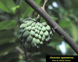 Image result for Annona squamosa
