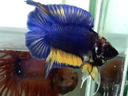 Sepintas, ikan cagak ini mirip dengan ikan cupang. 21 Harga Ikan Cupang Double Tail Gif