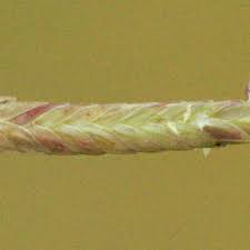 Image result for Eragrostis inamoena