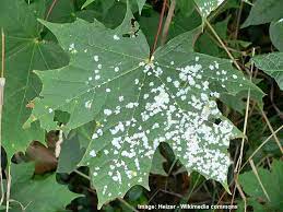 I have what looks like it could be white mold on the branch of a 4 foot tree that i received from the national. How To Get Rid Of White Mold On Plants Ultimate Guide