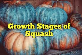 We did not find results for: 8 Growth Stages Of Squash Life Cycle Rockets Garden