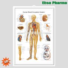 Our posters are available in paper or lamination and can be purchased in a variety of sizes. Vascular System And Viscera Anatomical Chart Industrial Scientific Science Education Malibukohsamui Com