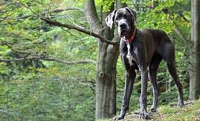 Maybe you would like to learn more about one of these? 14 Great Dane Mixes Gigantic Mixed Breeds To Melt Your Heart