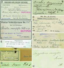 Image result for Schizochilus sulphureus