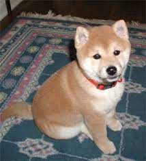 Google Image Result For Http Puppydogweb Com Gallery Shibainus Shibainu Gilli Shiba Inu Shiba Inu Puppy Shiba Puppy