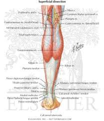 The leg muscles are organized in 3 groups: Muscles Of Leg Superficial Dissection Posterior View