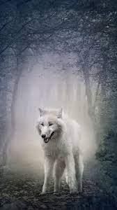 We hope you enjoy our growing collection of hd images to use as a background or home screen for your smartphone or computer. White Wolf Phone Wallpapers Top Free White Wolf Phone Backgrounds Wallpaperaccess