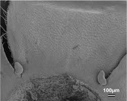 Image result for Mondia ecornuta