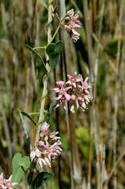 Image result for Cynanchum praecox