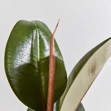 We did not find results for: Rubber Plant Ficus Elastica Indoor Plants In London Patch