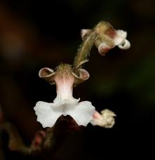 Image result for Zeuxine africana