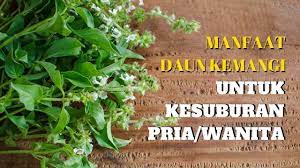Daun kemangi untuk kesuburan wanita. Manfaat Daun Kemangi Untuk Kesuburan Pria Wanita Youtube