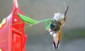 Maybe you would like to learn more about one of these? Praying Mantis Snags Hummingbird In Flight