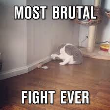 Vicious Animals Watch At Your Own Risk Gif On Imgur Cute Cats Funny Gif Funny Pictures