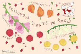 20 indoor and outdoor plants that are safe for cats and dogs. Common Backyard Plants That Are Poisonous To Dogs