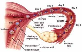 The female reproductive system provides several functions. Pathway Of Ova Egg Medications Nursing Infertility Infertility Counseling