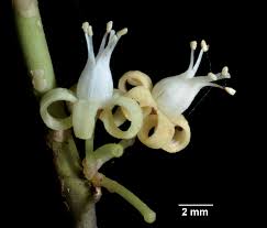 Image result for Rhaphiostylis