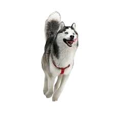 Dog Running In The Snow Cute Dogs Beautiful Dogs Cute Animals
