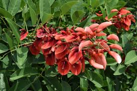 Image result for Erythrina falcata