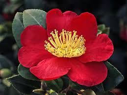 Camellia Yuletide Camellia Planting Shrubs Fall Plants