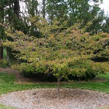 Maybe you would like to learn more about one of these? Kousa Dogwood Japanese Dogwood Tree On The Tree Guide At Arborday Org