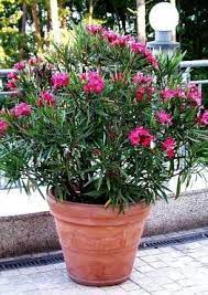 Oleander Plant Care Tips For Growing Oleander Bushes And Trees Oleander Plants Plants Mediterranean Plants