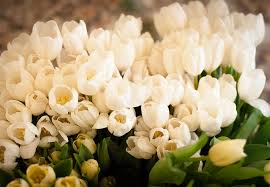 Garanzia prezzi chiari, non ci sono costi gli omaggi floreali esposti nel nostro portale sono realizzati, da fioristi artigiani associati al nostro network in russia, utilizzando fiori e piante di qualità. I Fiori Piu Belli Per Un Matrimonio Silviadeifiori
