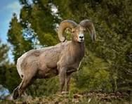 Ram Animal Images – Browse 183,653 Stock Photos, Vectors ...