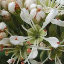 Image result for Englerina subquadrangularis