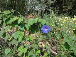 Image result for Ipomoea nil