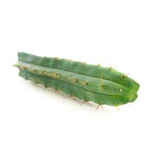 San pedro cactus for sale in south africa. Bolivian Torch Echinopsis Lageniformis Zamnesia