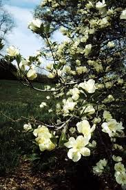 Image result for Cornus