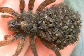 The garden spider's egg sac is relatively spherical, although one end is narrower than the other. Spider Facts Spiderlings