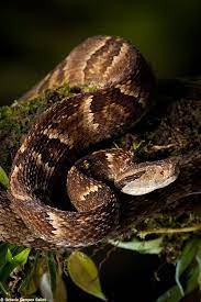 Jararaca By Octavio Campos Salles 500px Snake Reptile Snakes Deadly Animals