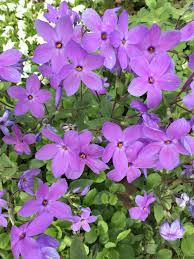 Purple flowers in washington state. Purple Flowers Washington Dc 1 Along The Graybeard Trail
