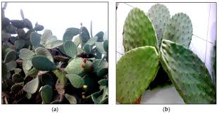 Microsoft forms automatically provides charts to. Polymers Free Full Text Characterization Of Two Cactus Formulation Based Flocculants And Investigation On Their Flocculating Ability For Cationic And Anionic Dyes Removal Html