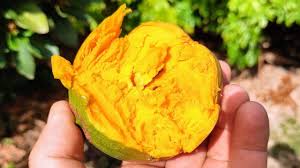 Image result for Pouteria pseudoracemosa
