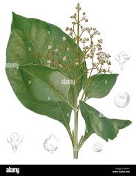 Image result for Tectona