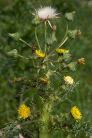Image result for Sonchus asper