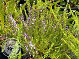 Image result for Faurea wentzeliana