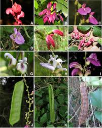 Image result for Canavalia africana