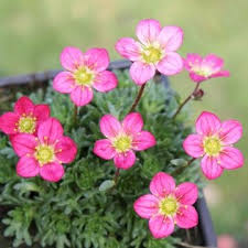 Saxifrage Arendsii Peter Pan Saxifraga