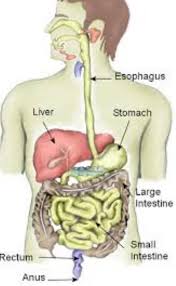 Suckers are weakly developed and the testes are posterior and tandem. Explain Human Digestive System With Diagram Class 10 Brainly In