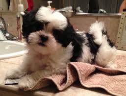 Puppies are $3,500 regardless of color, gender or size. Puppies Maltese Shih Tzu Dog Shedding