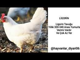 En Cok Yumurtlayan 5 Tavuk Cinsi Youtube Animals