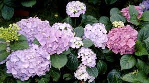 Hydrangeas Burke S Backyard