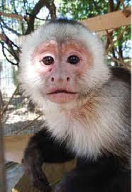 Physical features of capuchins monkey. The Arrival Of Joey A Capuchin Monkey