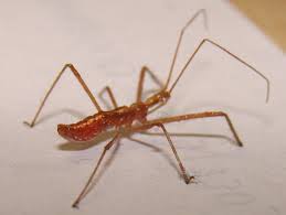 The horned assassin also has black spines projecting from its head and its thorax. Assassin Bug Nymph Painful Bite What S That Bug