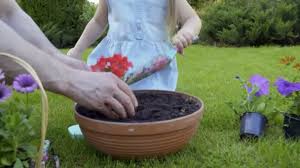 Use custom templates to tell the right story for your business. Vater Und Kleine Tochter Pflanzen Blumen Aus Plastiktopf Tontopf Familie Stock Footage Videos C Photo Oles 199024344 Depositphotos